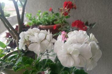 پانسیون Guest House Vista