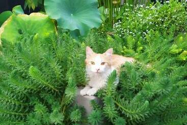 بنسيون B&b Luna Blu