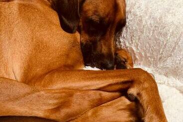 호텔 Bed & Breakfast Am Dom