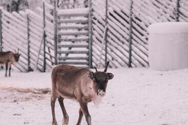 בית מלון כפרי Northern Lights Ranch