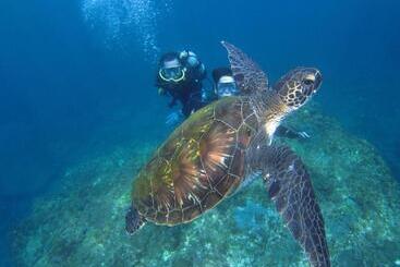 פנסיון Seadive Guest House