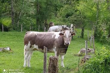مبيت وإفطار La Chaussee D Olivet En Mayenne