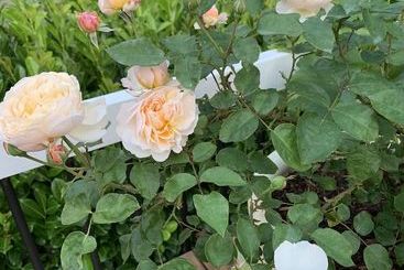 ペンション Lily Home