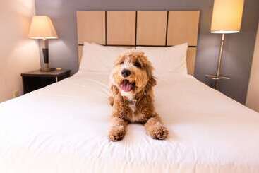 Отель Sonesta Simply Suites Denver West Federal Center