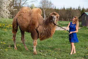 호텔 Residence Safari Resort   Bison Lodge