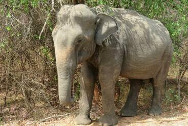 Hotel Sahana Retreat