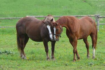 בית מלון כפרי Penzion Dvůr Krasíkov