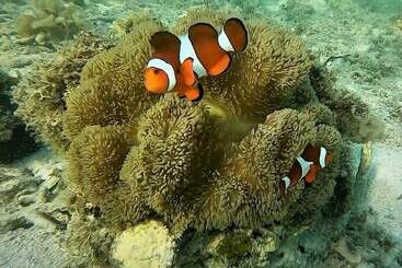 Курорт Casa Amihan