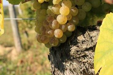 ペンション Bio Weingut, Gästehaus Und Kräuterhof