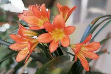 ペンション Börzsönykapuja Vendégház