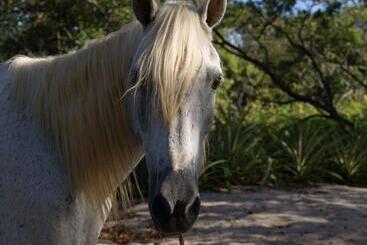 호텔 Cabinas La Playa