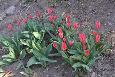 פנסיון Vár Lak Vendégház