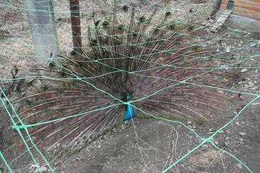 Пансион Sadyba Lesivykh