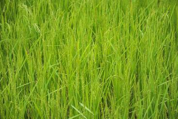 호텔 The Woods Resorts Wayanad