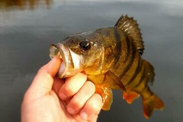 Pensiunea Alessia Murighiol