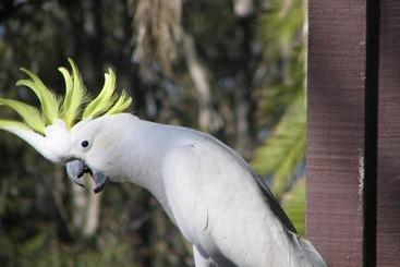هاستل Yha Pittwater Eco, Sydney