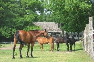 호텔 Misselhorner Hof