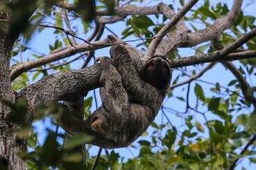 בית מלון כפרי Albrook Inn