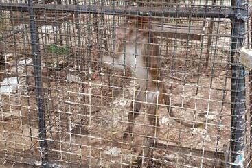 בית מלון כפרי Nipa Hut Resort