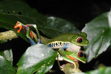 فندق صغير Rio Celeste Backpackers