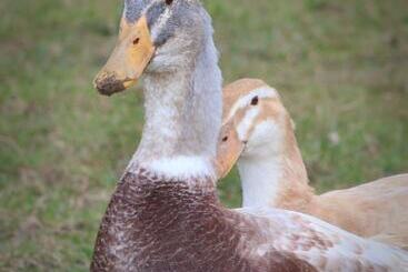 Сельский дом Dartmoor Reach Alpaca Farm