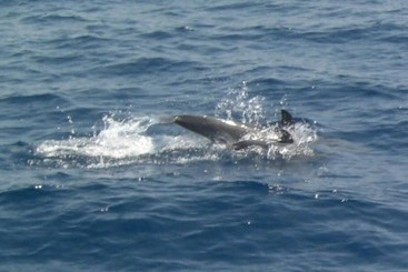 בית מלון כפרי Sailing Yacht By Owner, Holidays To Greek Islands