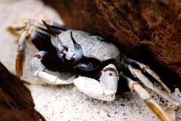 Koh Talu Island Resort