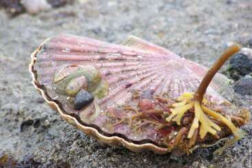 ホテル Ibis Bayeux Port En Bessin