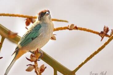 فندق Villa Juana