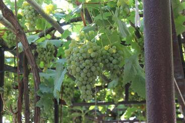 Pension Guest House   Avlabari