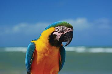 ホテル Serrambi Resort