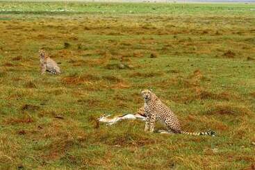 Отель Kimana Amboseli Camp