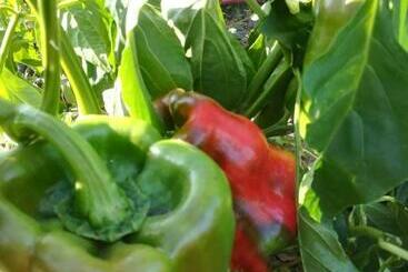 Отель Agriturismo Carrucana