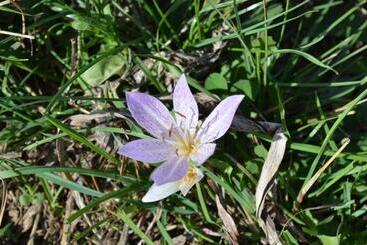 צימר Il Castello