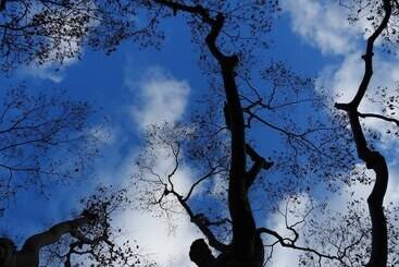 בית מלון כפרי Koyasan Sekishoin