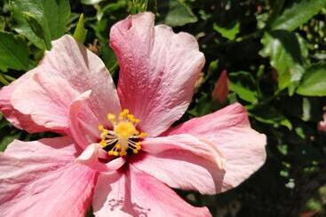 별장 Calhau Grande