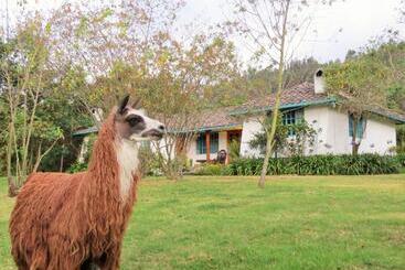 هاستل Las Palmeras Inn