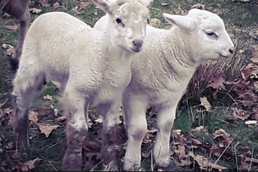 בית מלון כפרי Ecogîte Rural La Clé Des Champs
