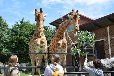 هتل Chambres D Hôte  L écureuil  Proche De Mons, Pairi Daiza, à Côté De Spark Oh
