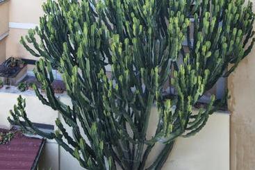 فندق Helvetia Pisa Tower