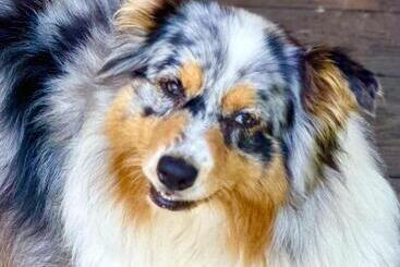 צימר La Piana Dal Sas