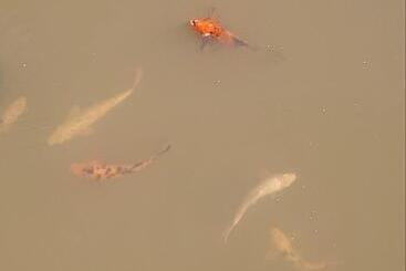 膳宿费 De Cango Farm