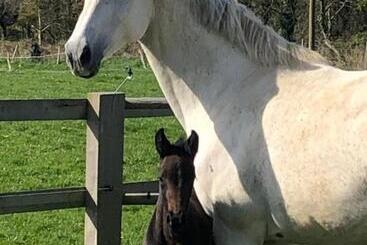 ベッドアンドブレックファースト Ancien Hôtel Aux Moines Pierrefitte St Lo