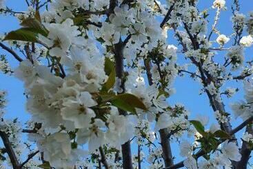 تختخواب و صبحانه Glicine & More Forlì