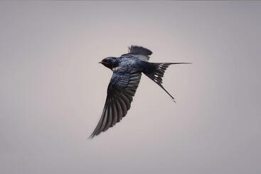 ペンション Schaefers  Halt