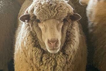 צימר Mascot Cottage   Pet Friendly And Complimentary Breakfast Hamper