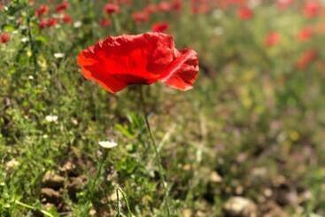 مبيت وإفطار Chambre D’hôtes Vaucluse