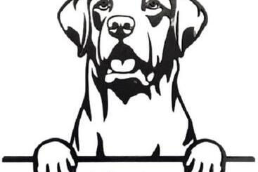 پانسیون Singel 9