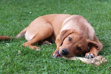 펜션 Alte Schmiede Putbus