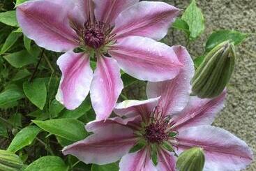 צימר O Harabrook Country House